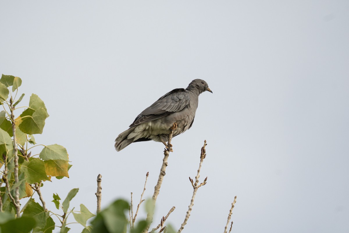 Band-tailed Pigeon - ML643187530