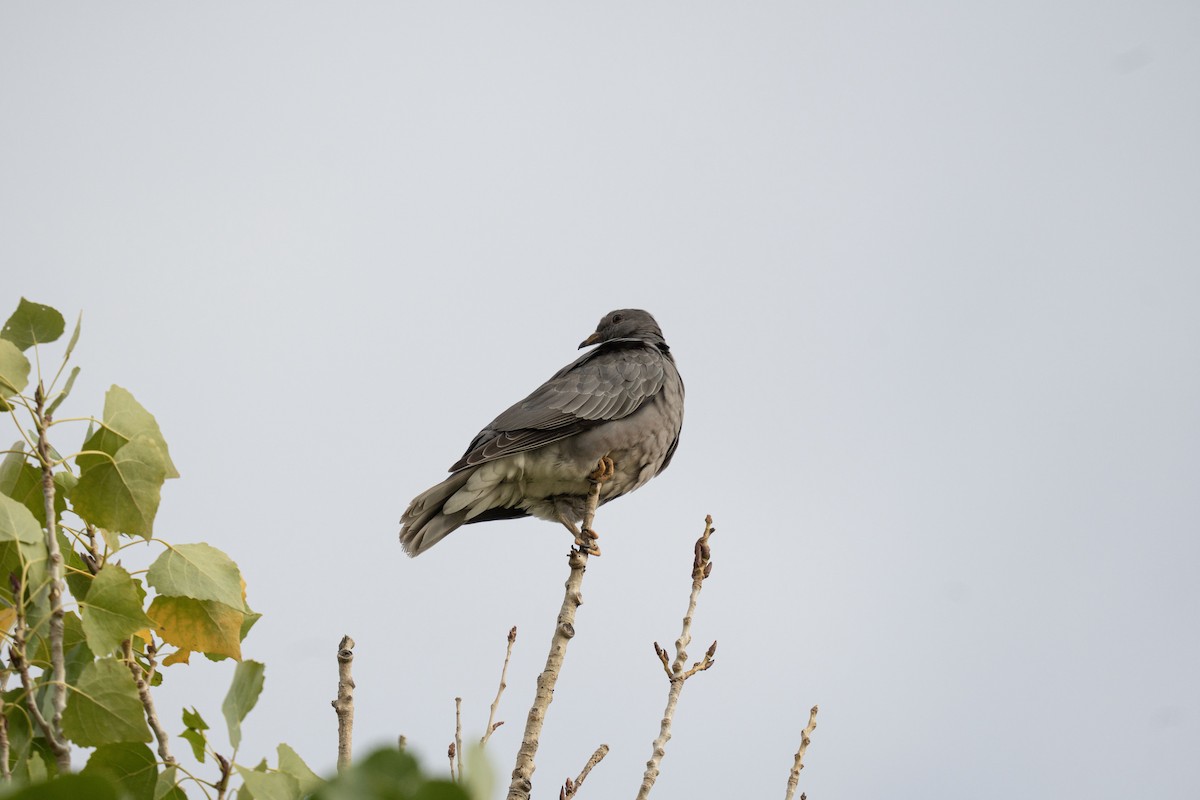 Band-tailed Pigeon - ML643187532
