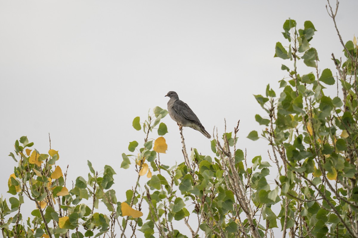 Band-tailed Pigeon - ML643187533