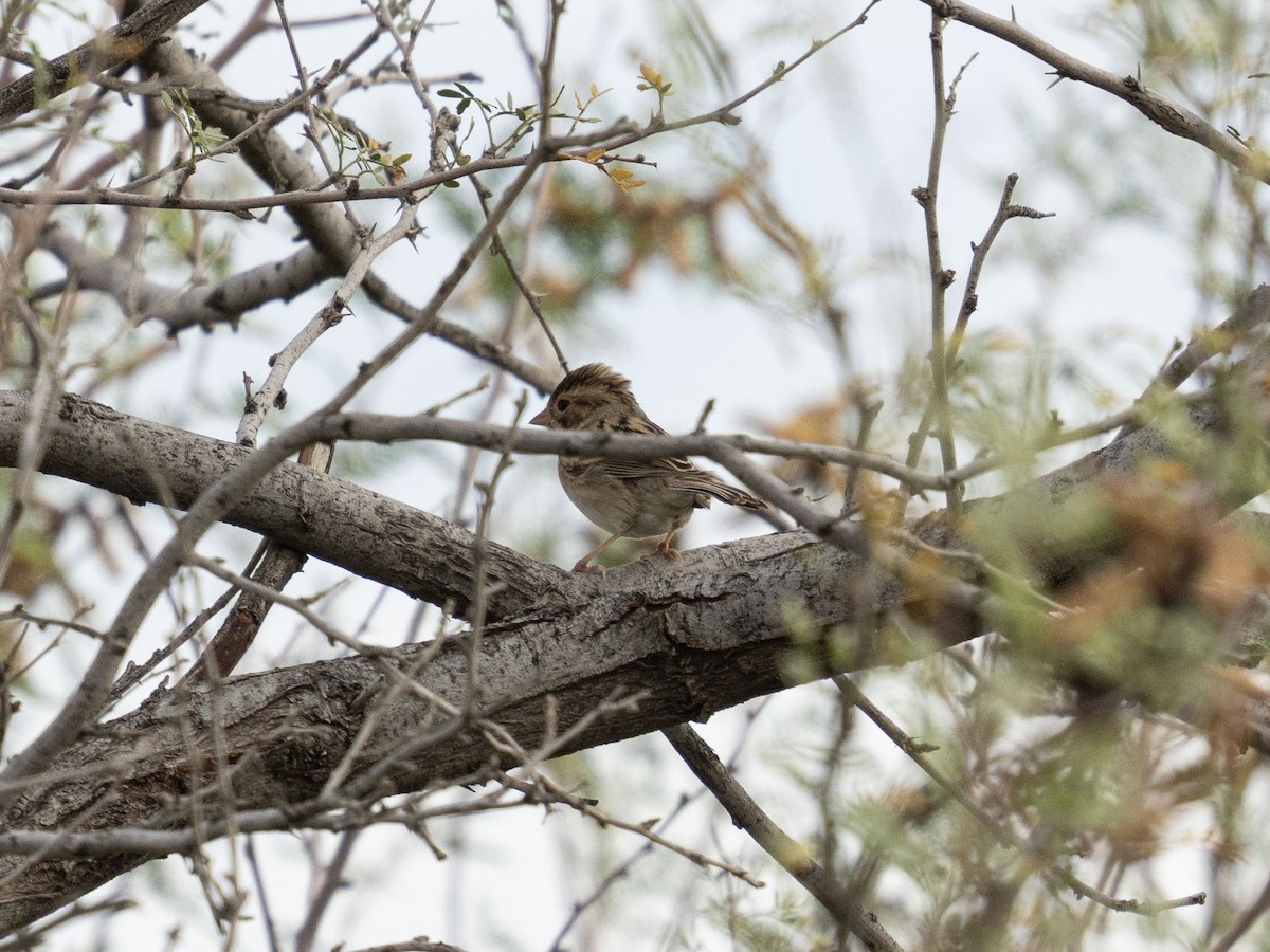 Clay-colored Sparrow - ML643187534