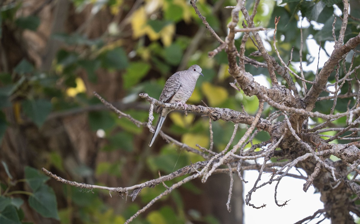 Inca Dove - ML643187535