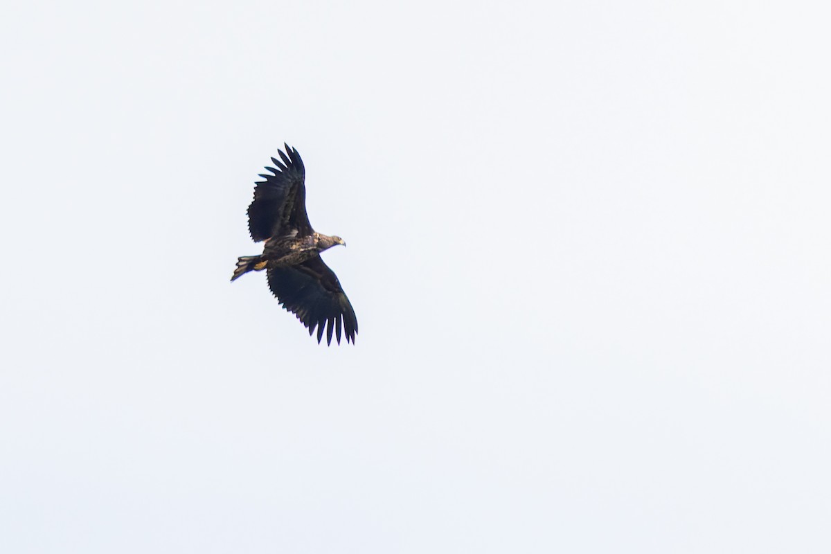 White-tailed Eagle - ML643187537
