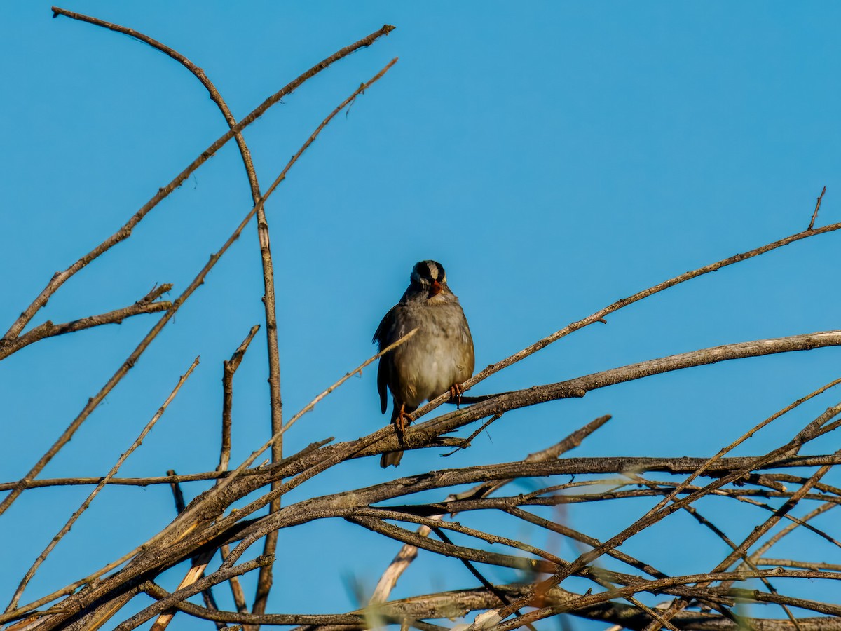 Golden-crowned Sparrow - ML643187539