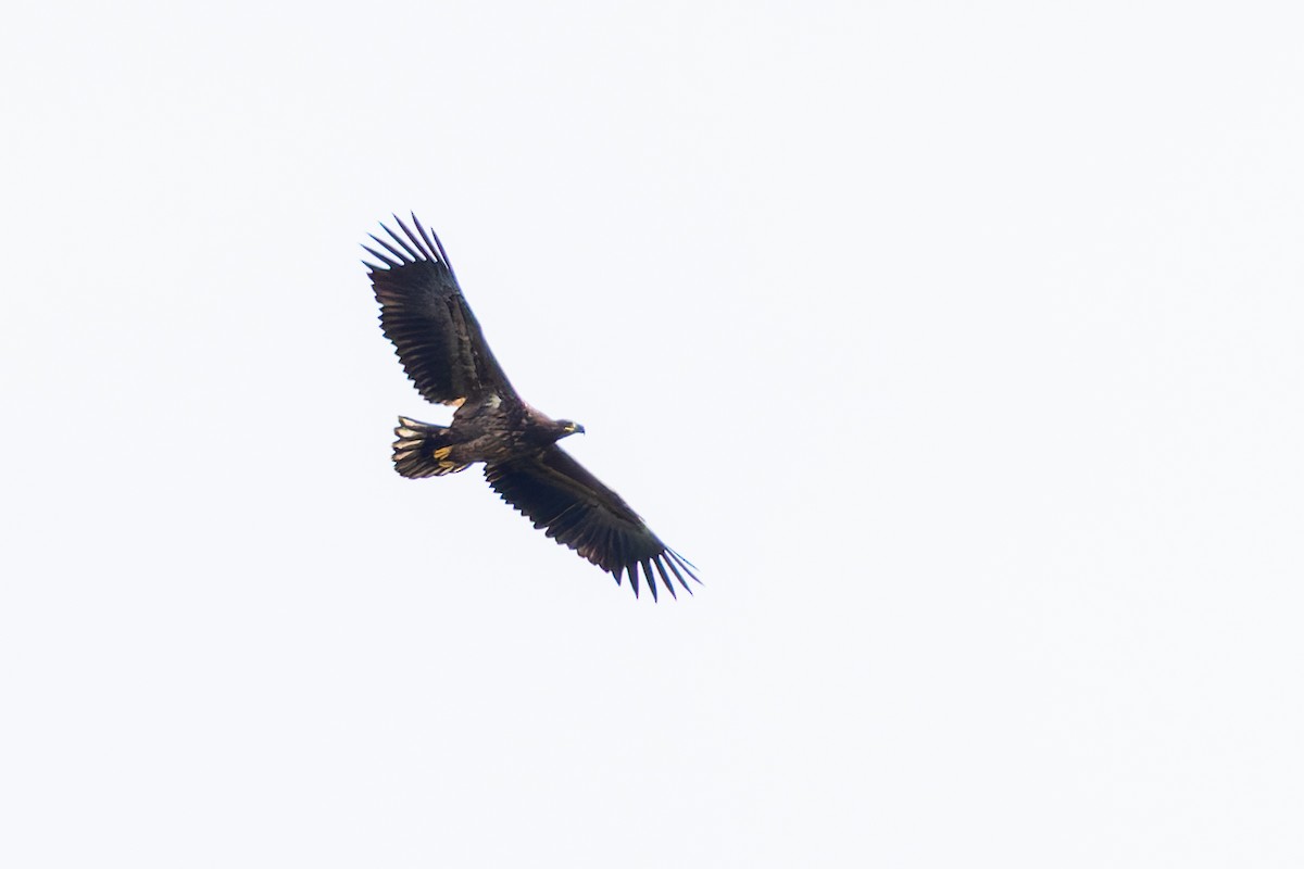 White-tailed Eagle - ML643187540
