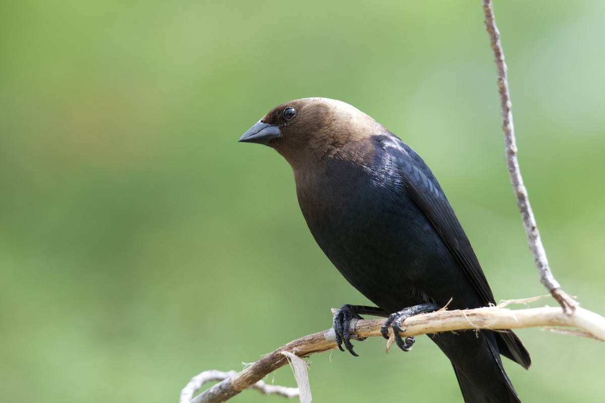 Brown-headed Cowbird - ML643187547