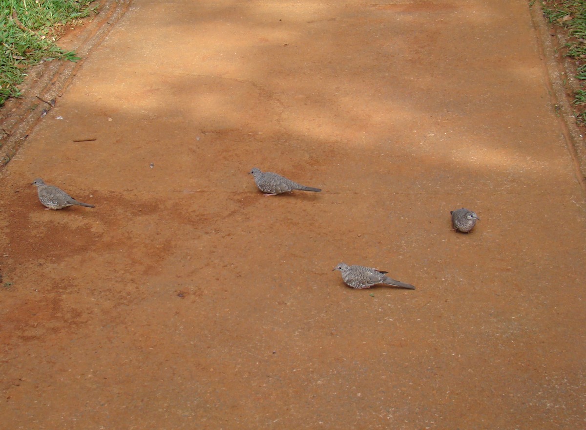 Scaled Dove - ML643187548