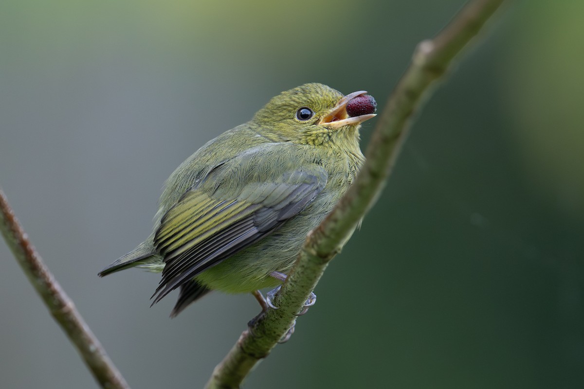 Manakin à cuisses jaunes - ML643187563