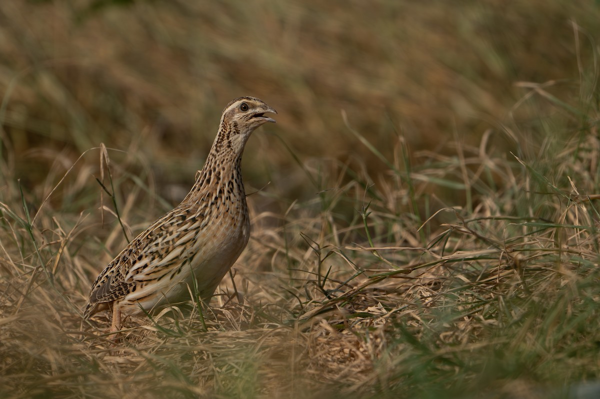 Common Quail - ML643187578
