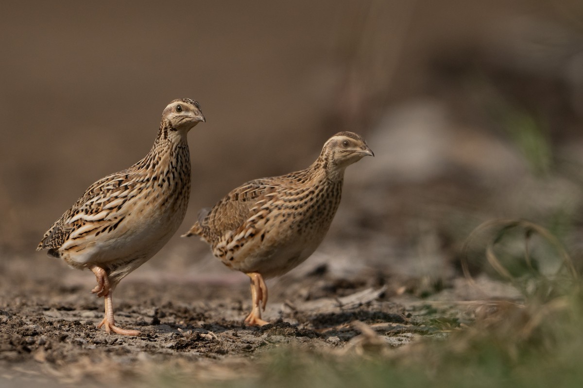 Common Quail - ML643187579