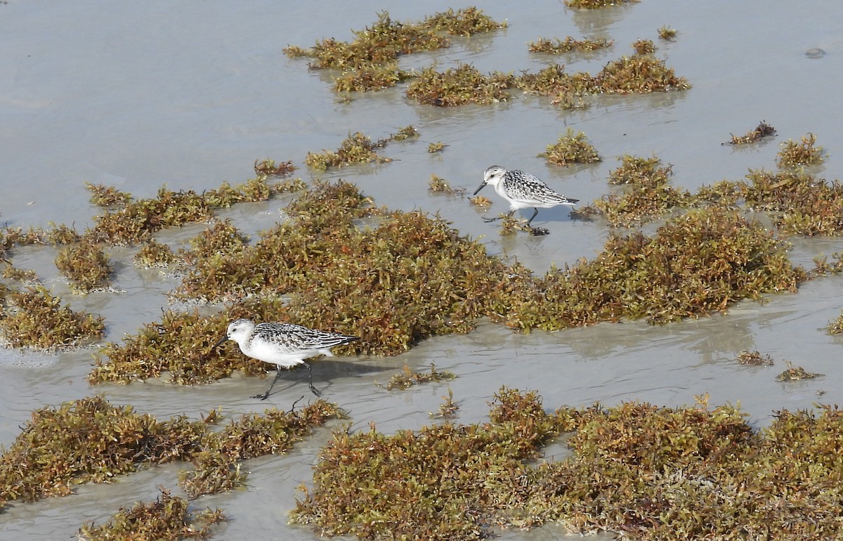 Sanderling - ML643187601