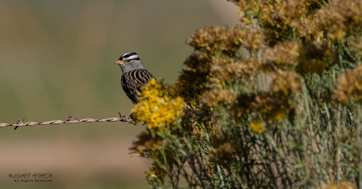 White-crowned Sparrow - ML643187621