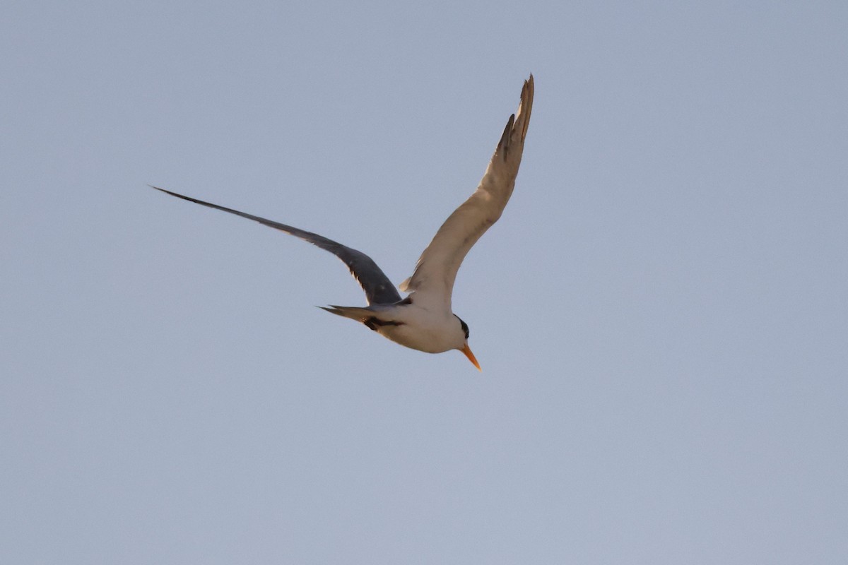 Lesser Crested Tern - ML643187624