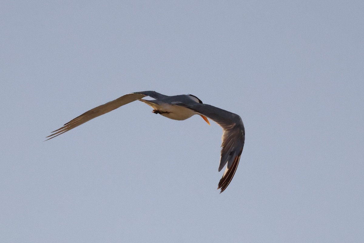 Lesser Crested Tern - ML643187626