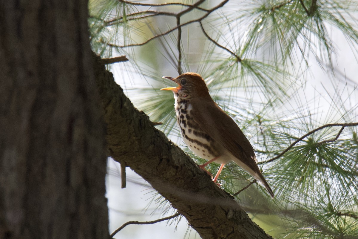 Wood Thrush - ML643187627
