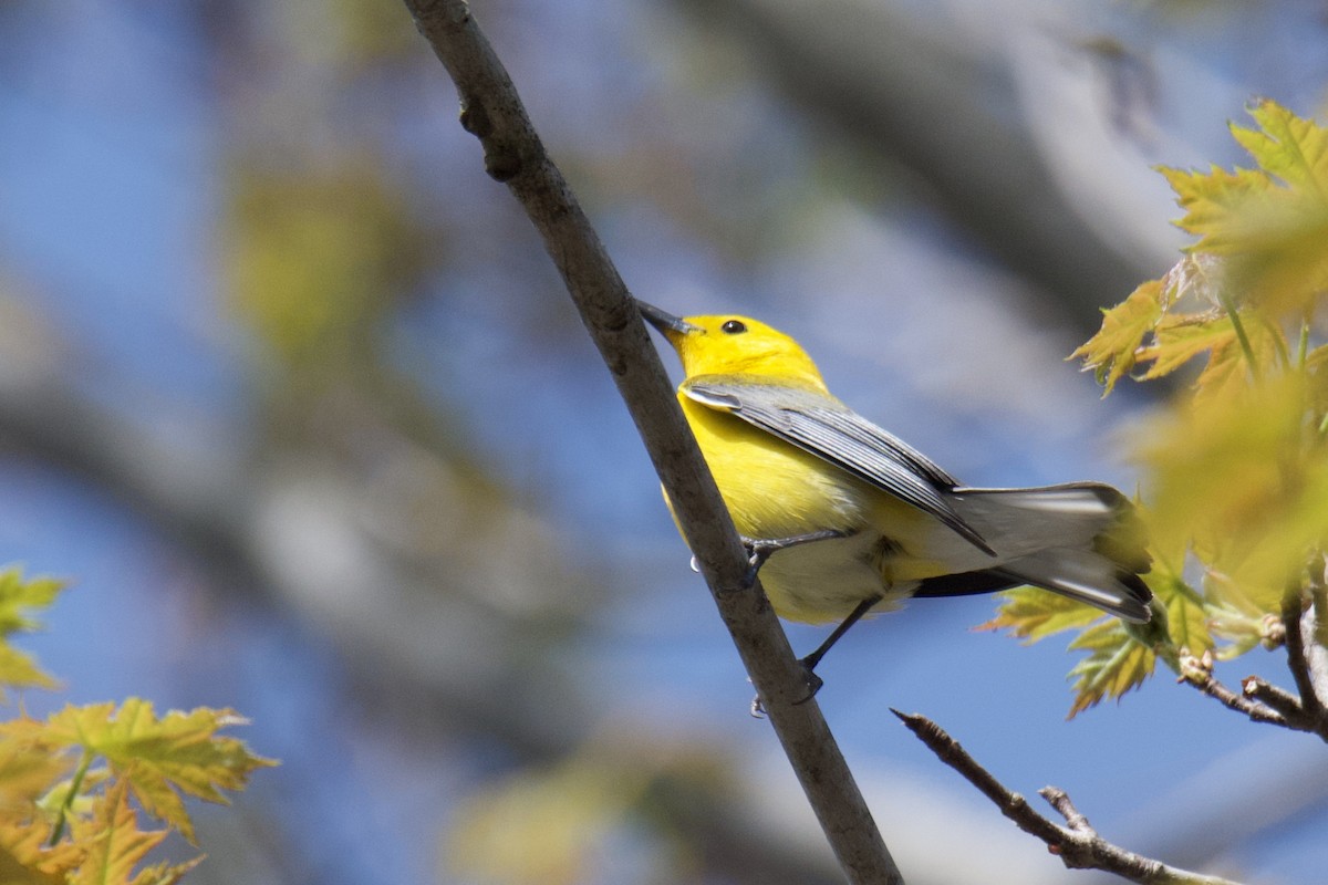 Prothonotary Warbler - ML643187636