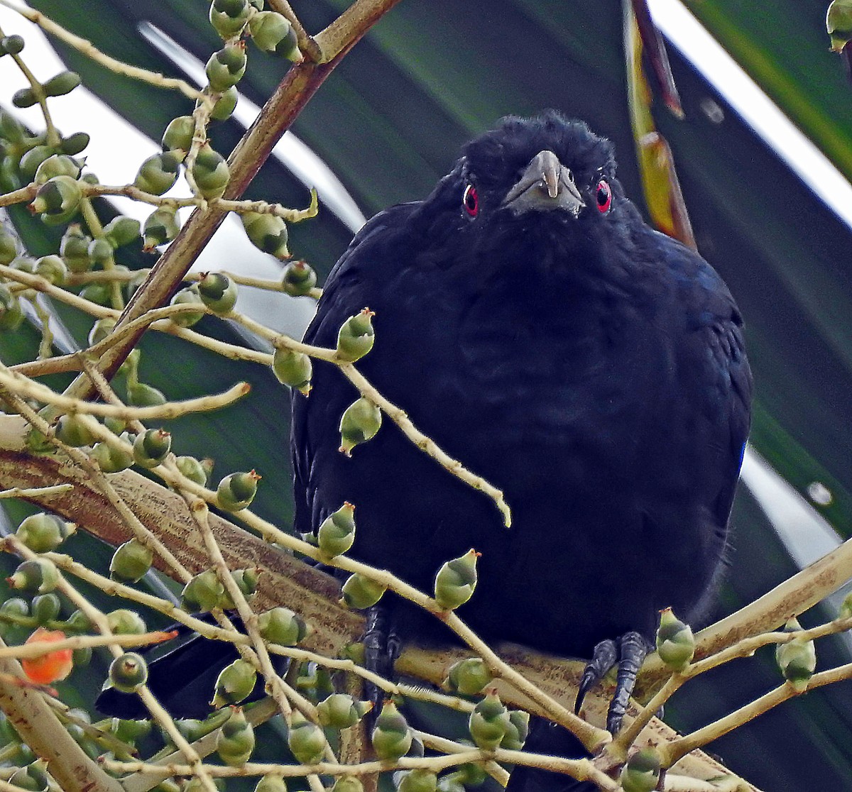 Asian Koel - ML643187638