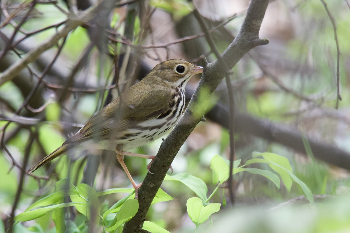 Ovenbird - ML643187640