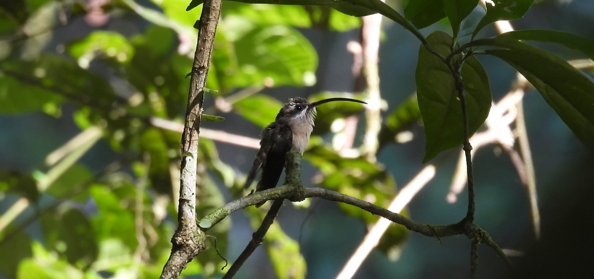 Long-tailed Hermit - ML643187642