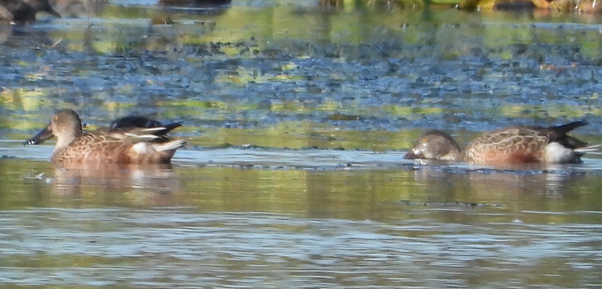 Northern Shoveler - ML643187647