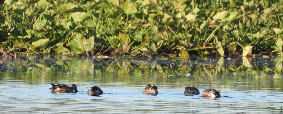 Northern Shoveler - ML643187648