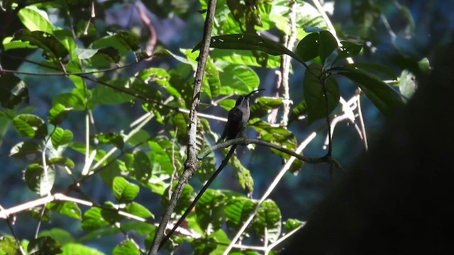 Long-tailed Hermit - ML643187649