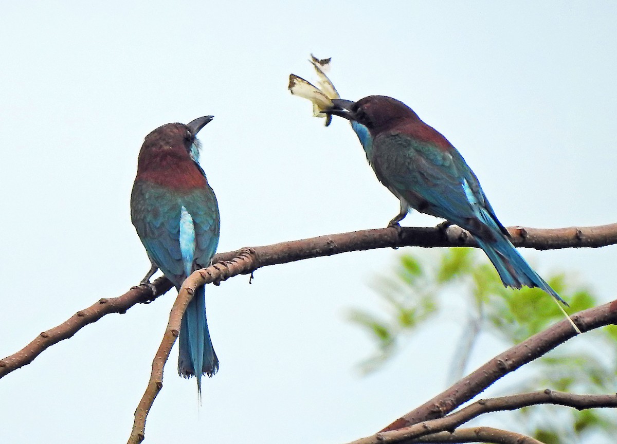 Blue-throated Bee-eater - ML643187650
