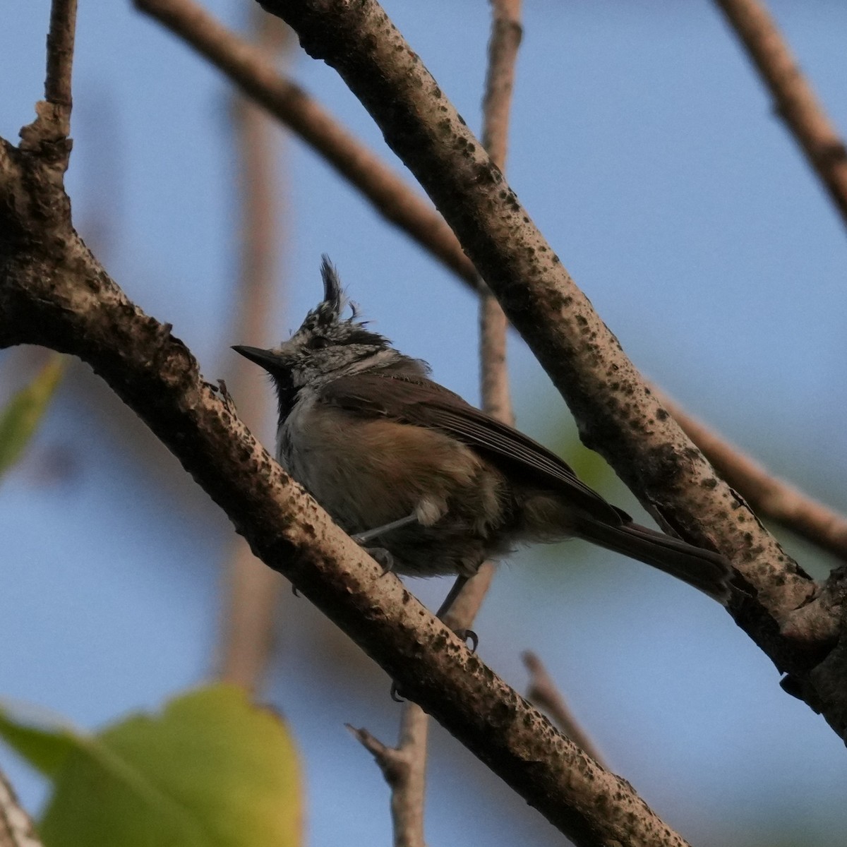 Crested Tit - ML643187656