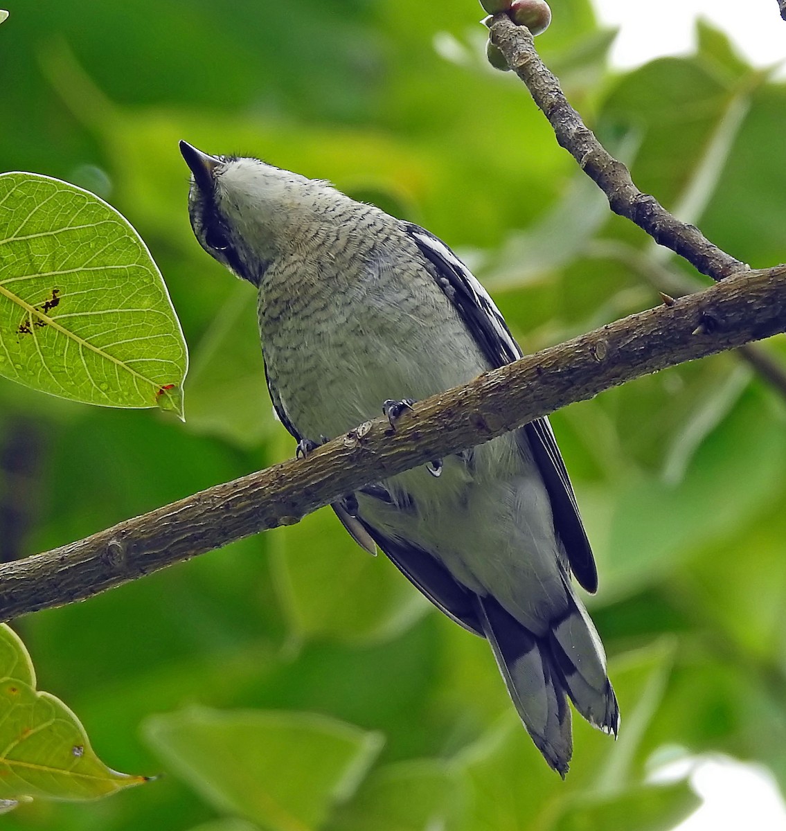 Pied Triller - ML643187661