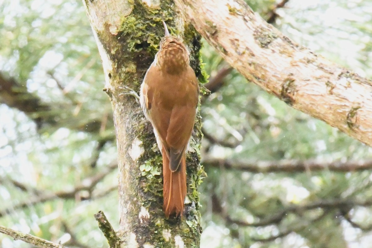 Scaled Woodcreeper (Scaled) - ML643187682