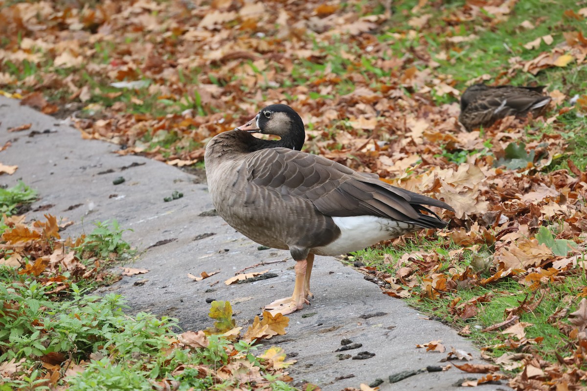 Graylag x Canada Goose (hybrid) - ML643187706