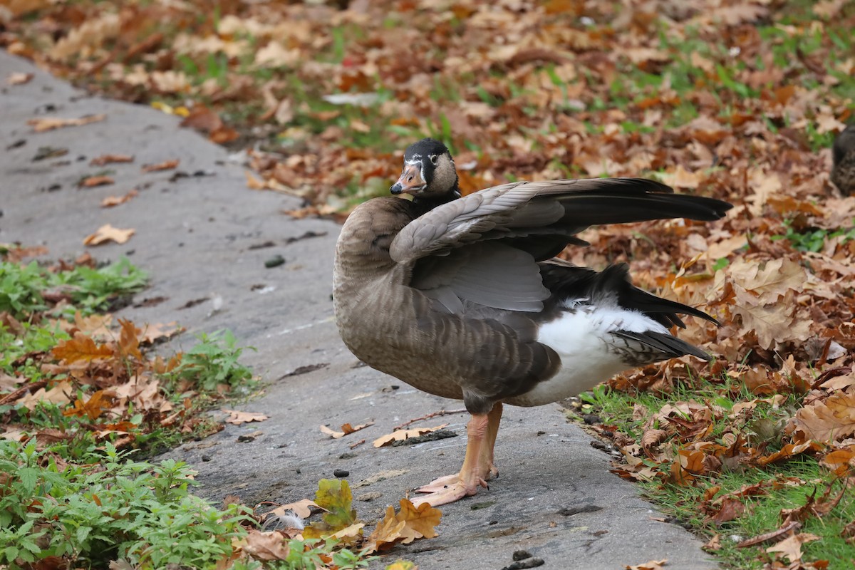 Graylag x Canada Goose (hybrid) - ML643187712