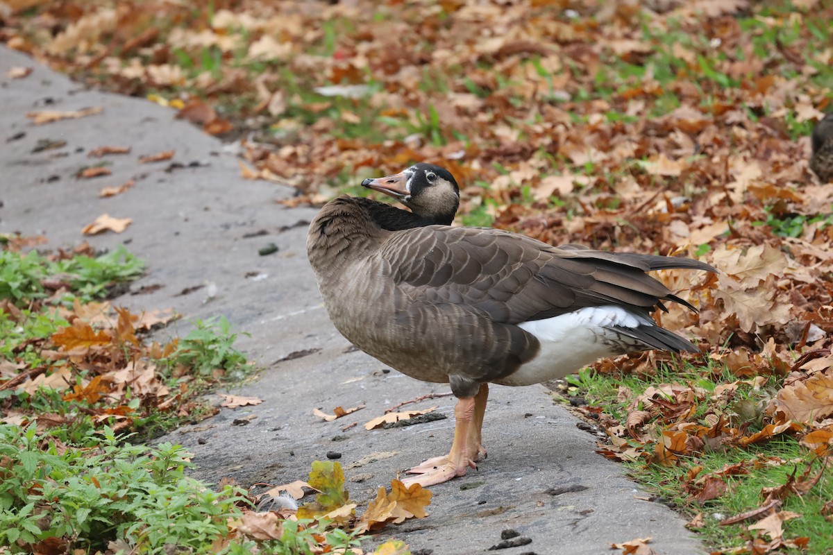 Graylag x Canada Goose (hybrid) - ML643187714