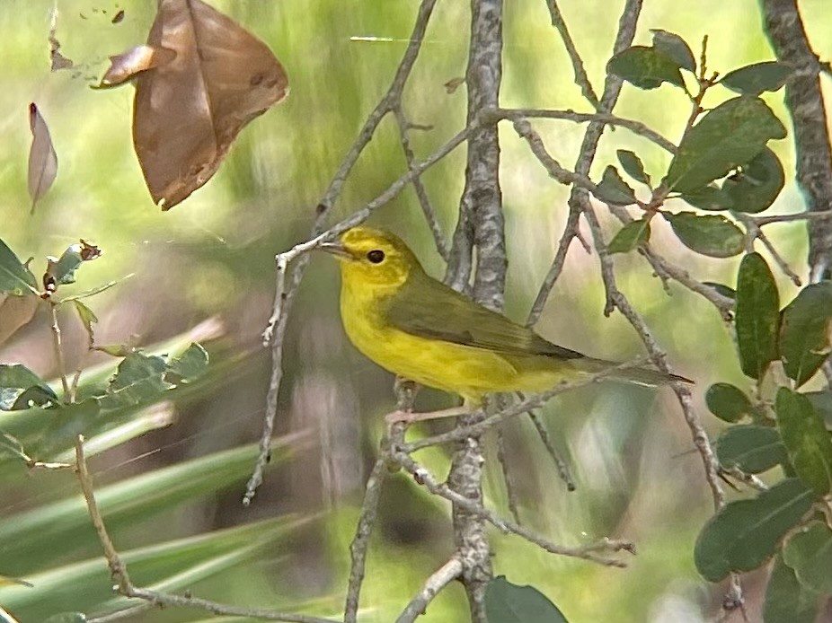 Hooded Warbler - ML643187721