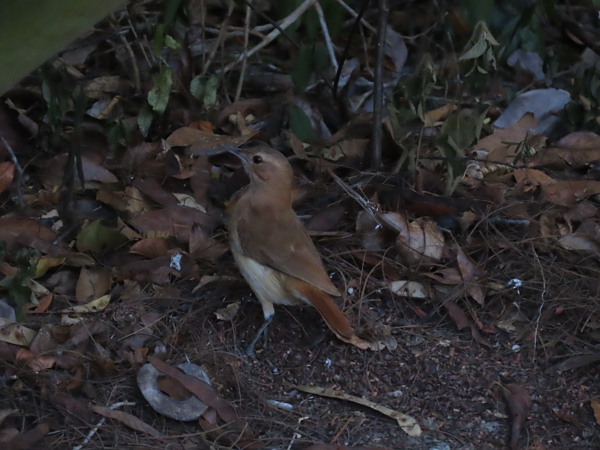 Rufous Hornero - ML643187723
