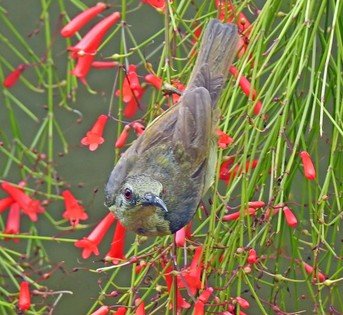Brown-throated Sunbird - ML643187724