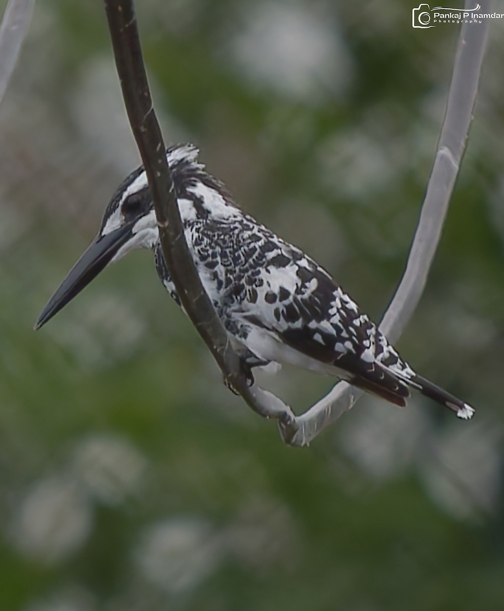 Pied Kingfisher - ML643187727