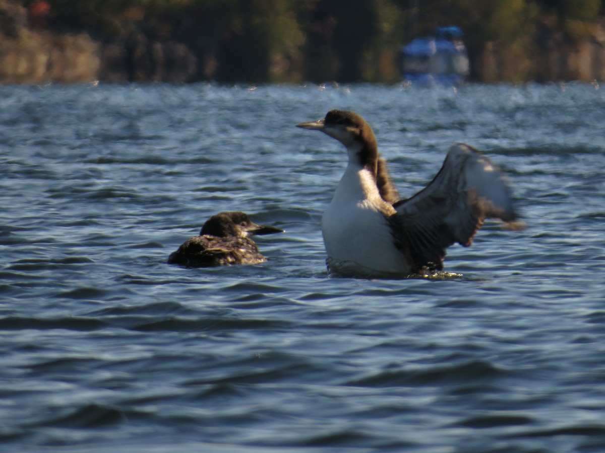 Common Loon - ML643187739