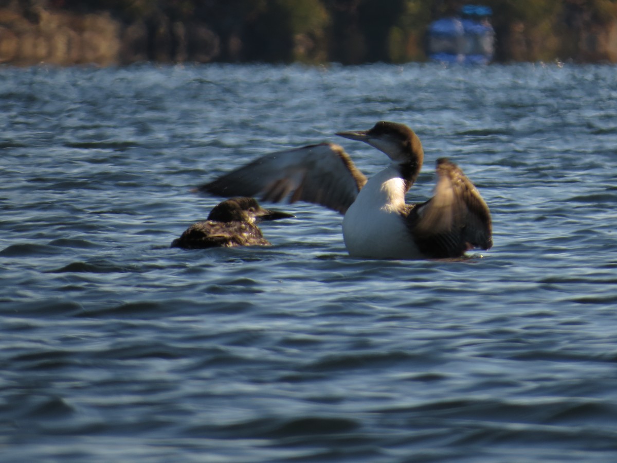 Common Loon - ML643187740