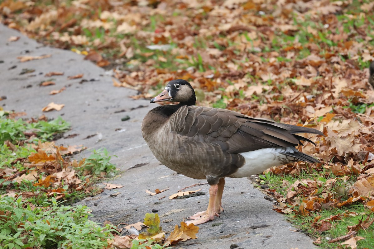 Graylag x Canada Goose (hybrid) - ML643187749