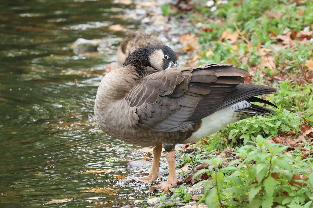 Graylag x Canada Goose (hybrid) - ML643187755