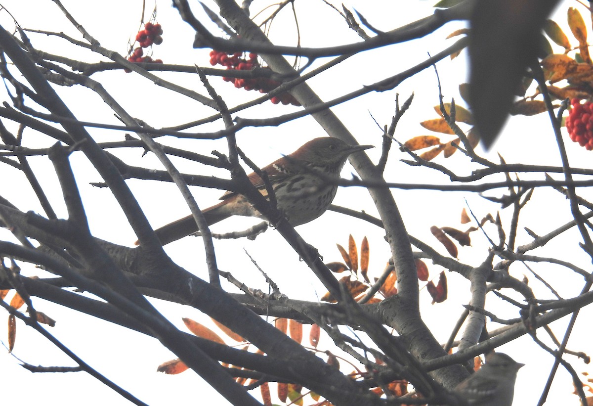 Brown Thrasher - ML643187759