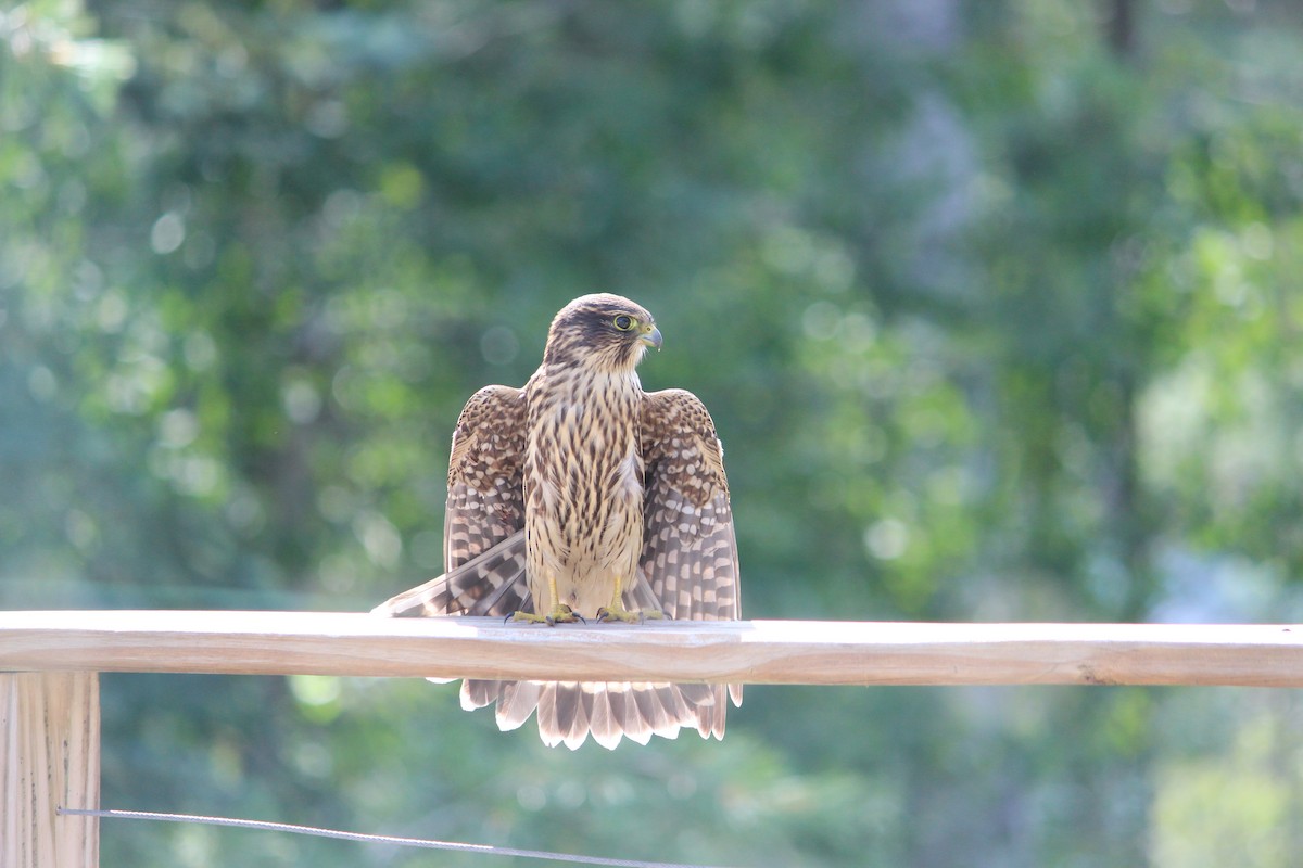 Merlin - ML643187767