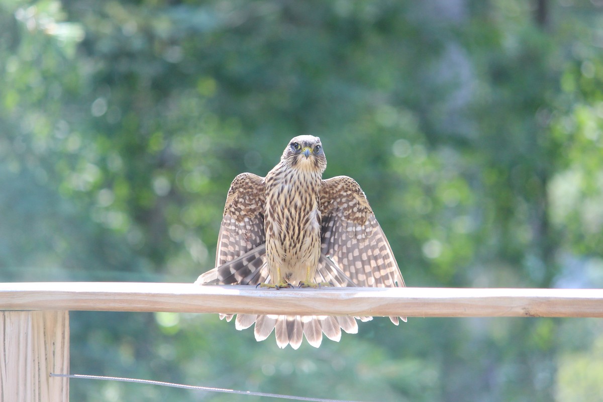 Merlin - ML643187768