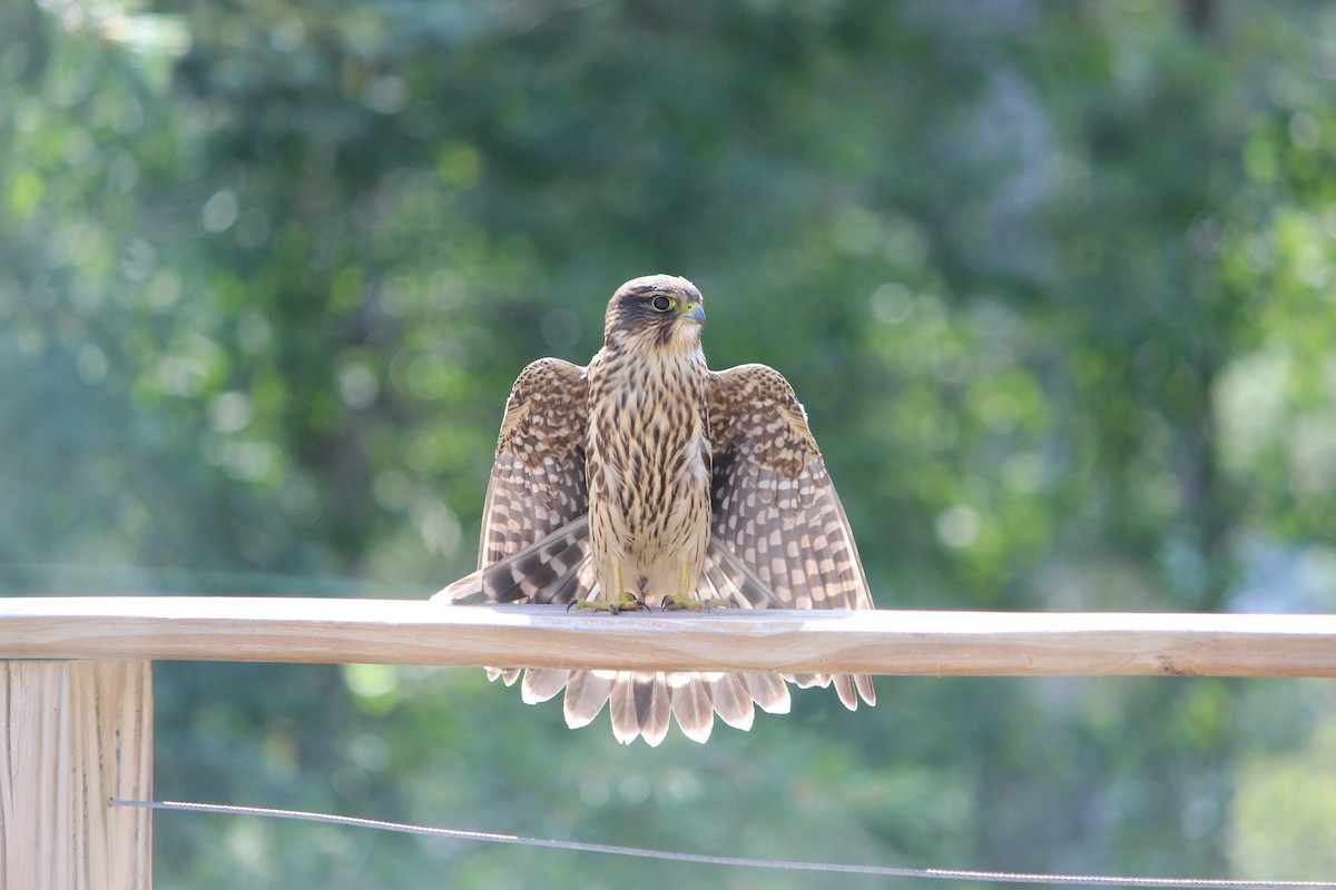 Merlin - ML643187769