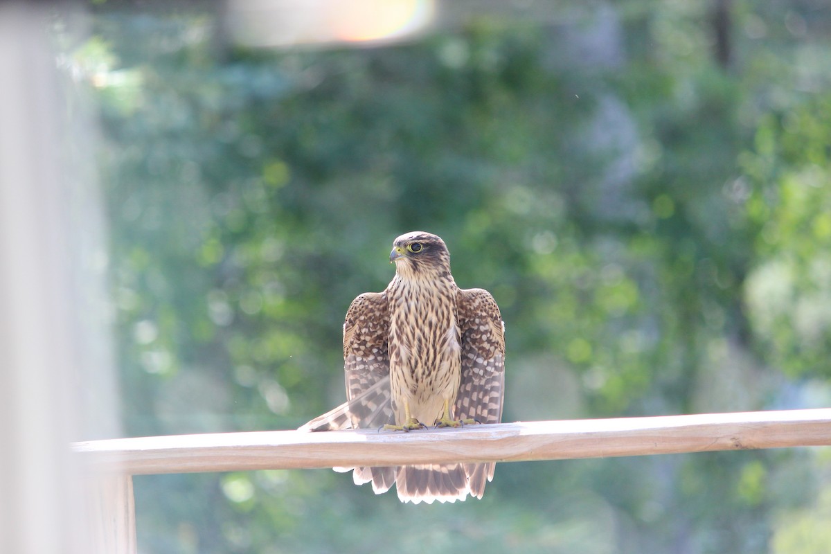 Merlin - ML643187770