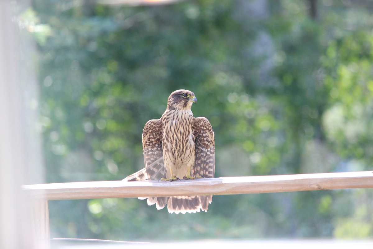 Merlin - ML643187771