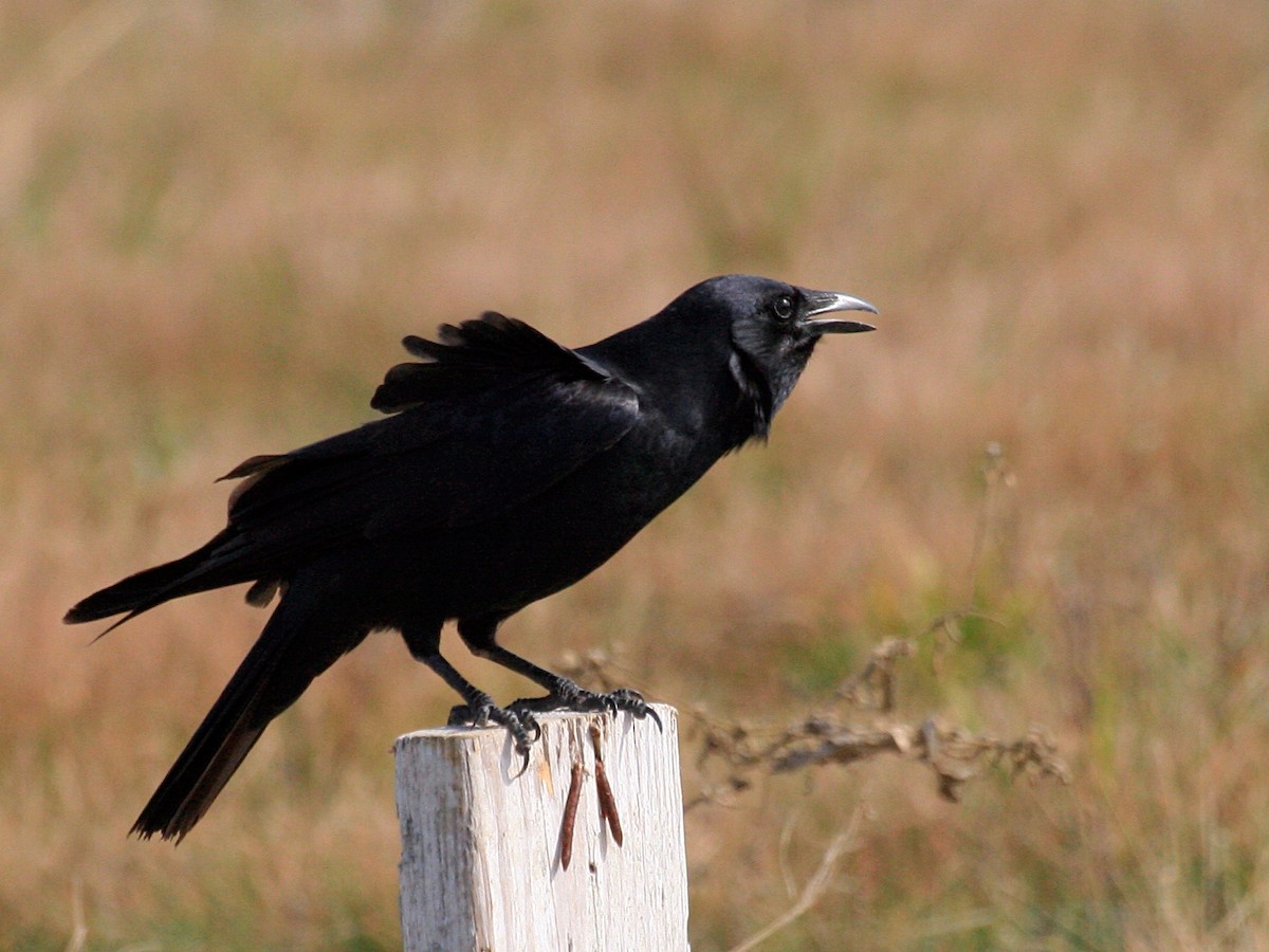 Fish Crow - ML643187776