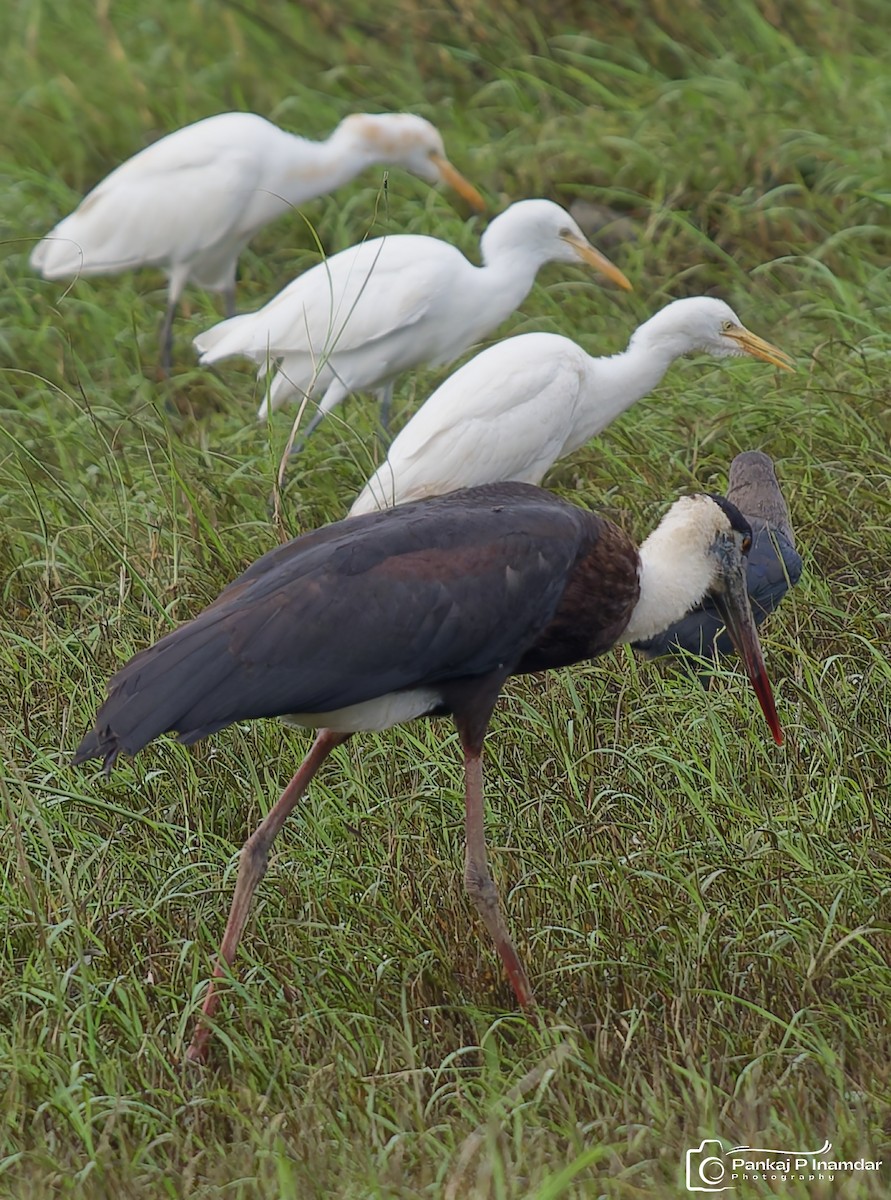 Eastern Cattle-Egret - ML643187777
