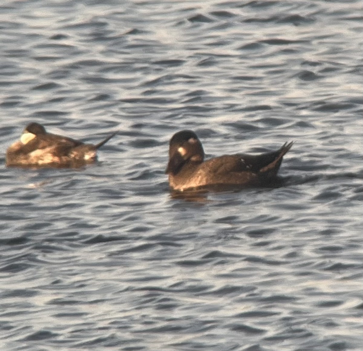 Surf Scoter - ML643187795