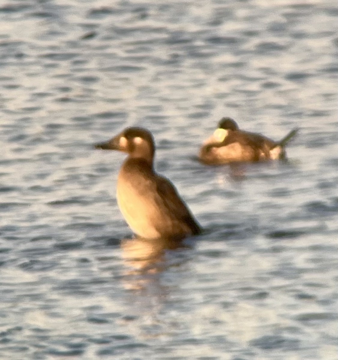 Surf Scoter - ML643187796